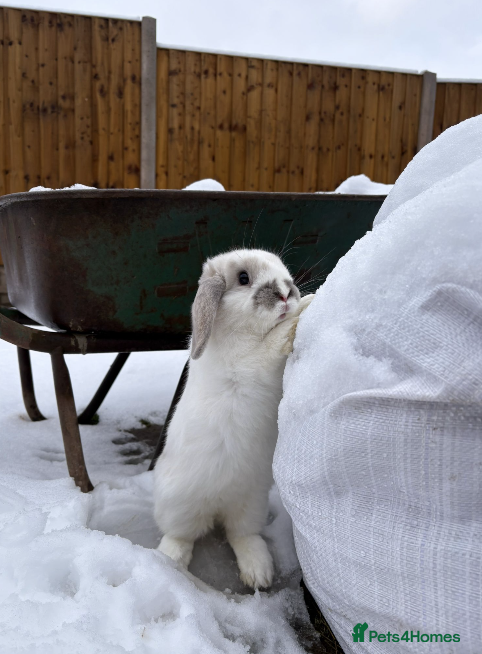 Mixed Breed rabbits Bunnies available for adoption  - Advert 24