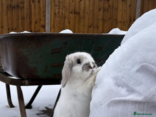 Mixed Breed rabbits Bunnies available for adoption - Advert 24