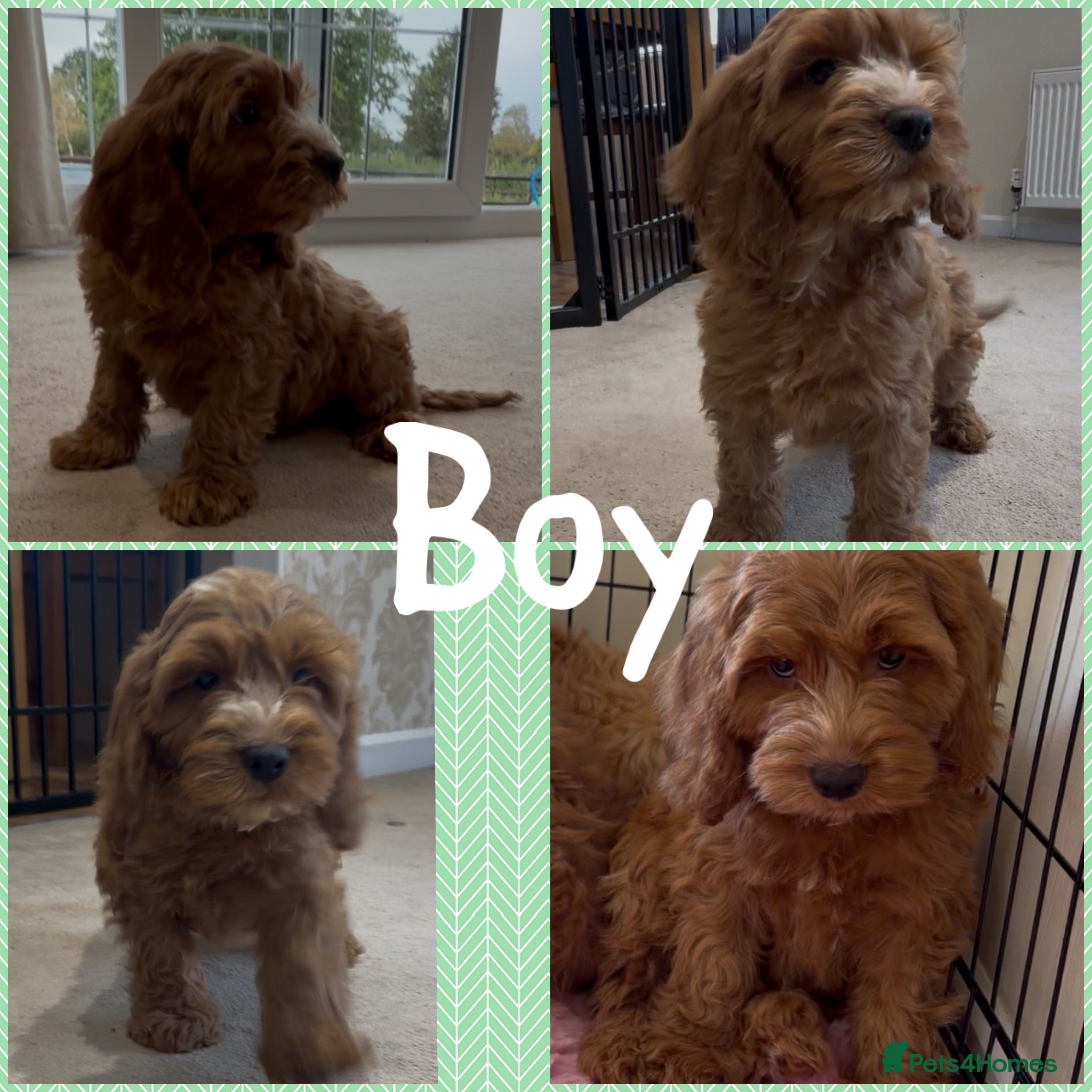 Cockapoo dogs Cockapoo pups ready now  - Advert 2