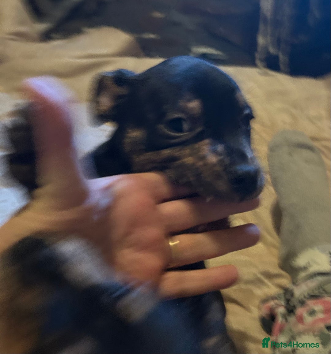 Mixed Breed dogs for sale: Last two beautiful Puppies for Rehoming  - Advert 7