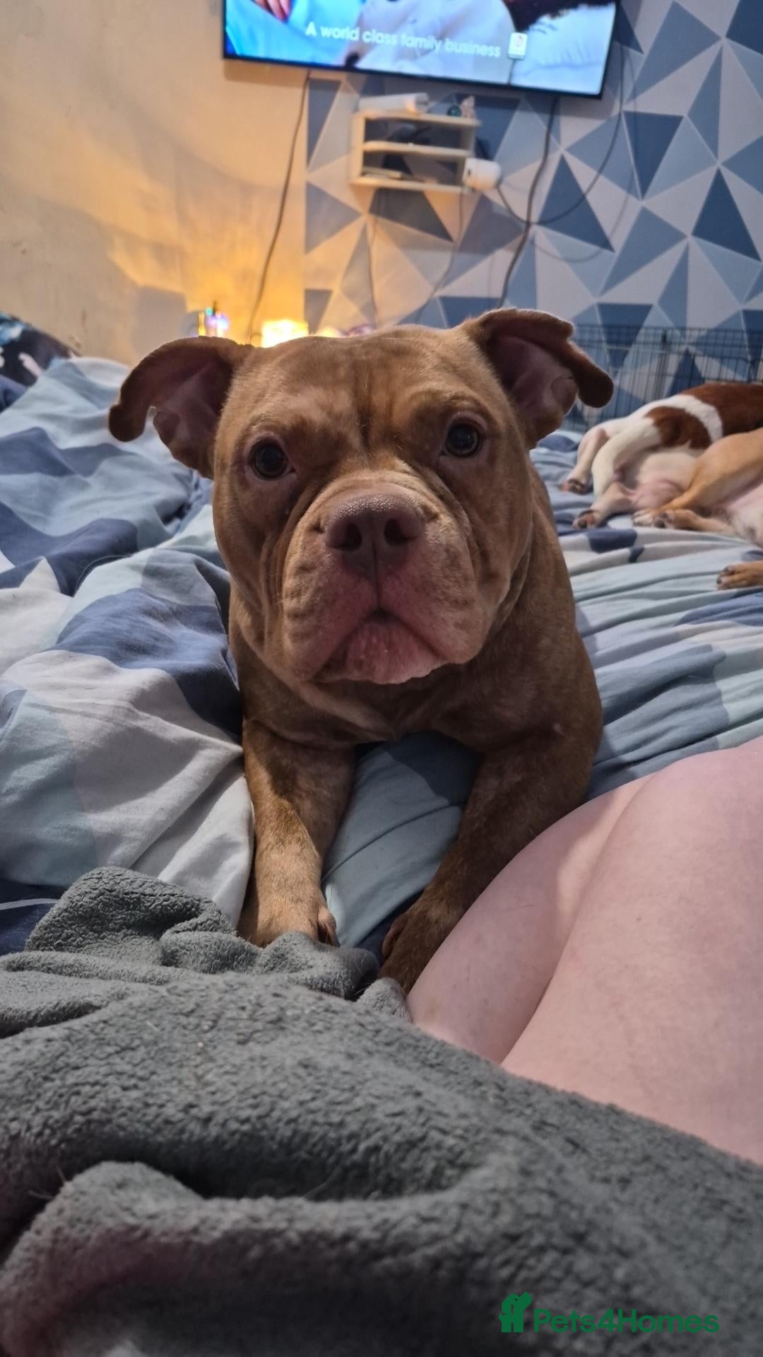 American Bully dogs for sale: Female pocket bully for sale - Advert 4