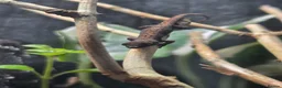 Gecko reptiles for sale: Mourning Geckos x5 (Juveniles)  - Advert 3