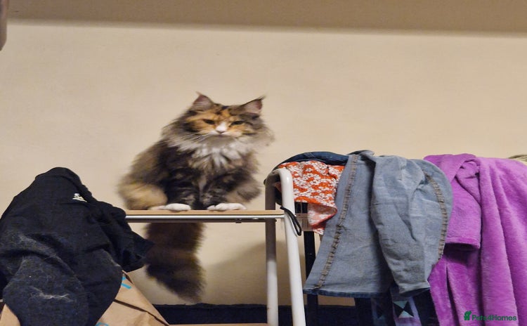 Maine Coon cats - Advert 1