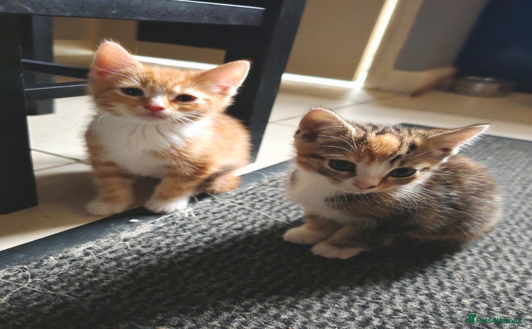 Mixed Breed cats - Advert 18