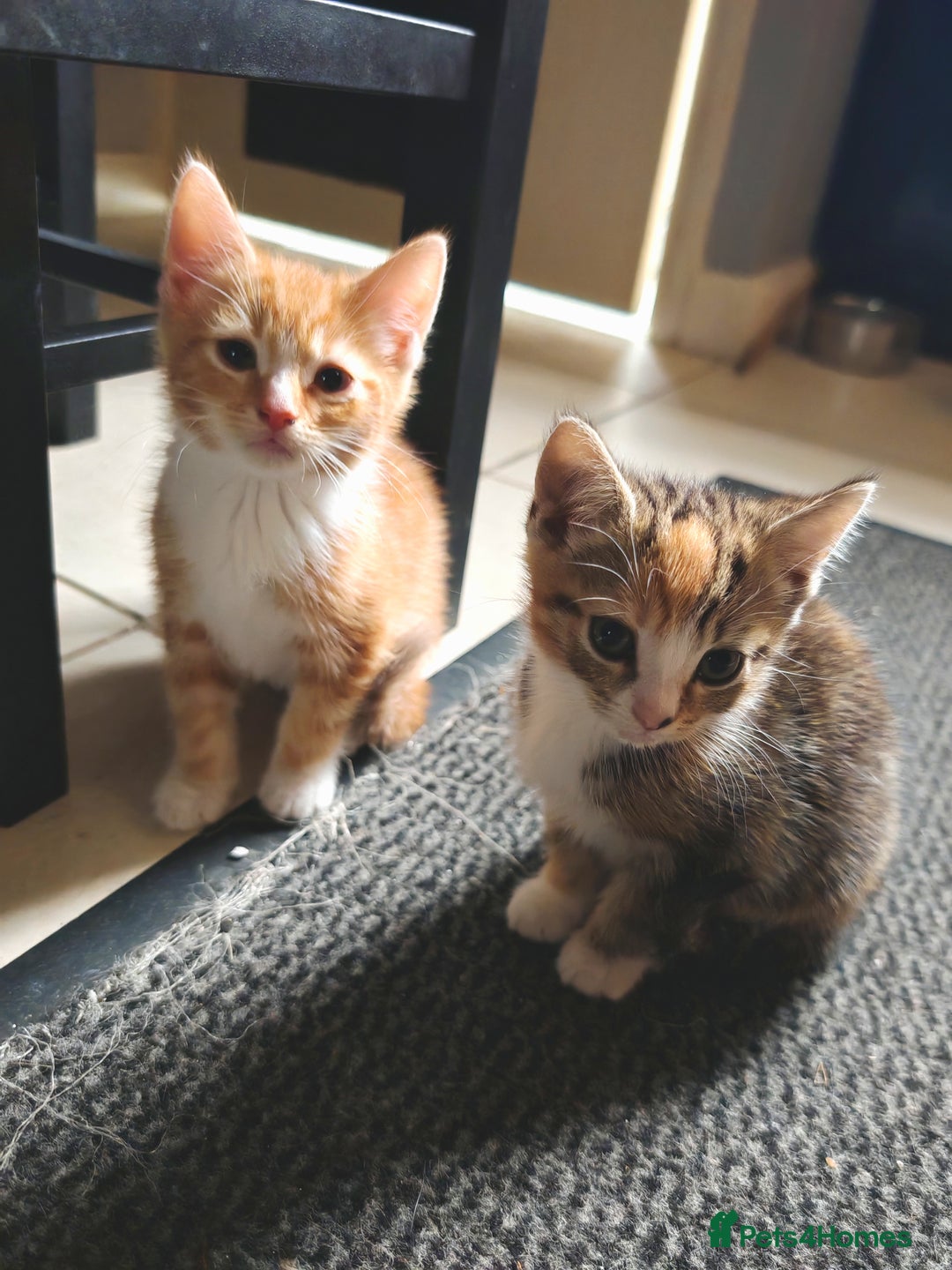 Mixed Breed cats for sale: Gorgeous kittens ready for new home now - Image 1