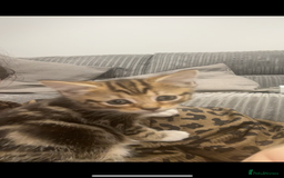 Mixed Breed cats for sale: 4 kittens - Image 5