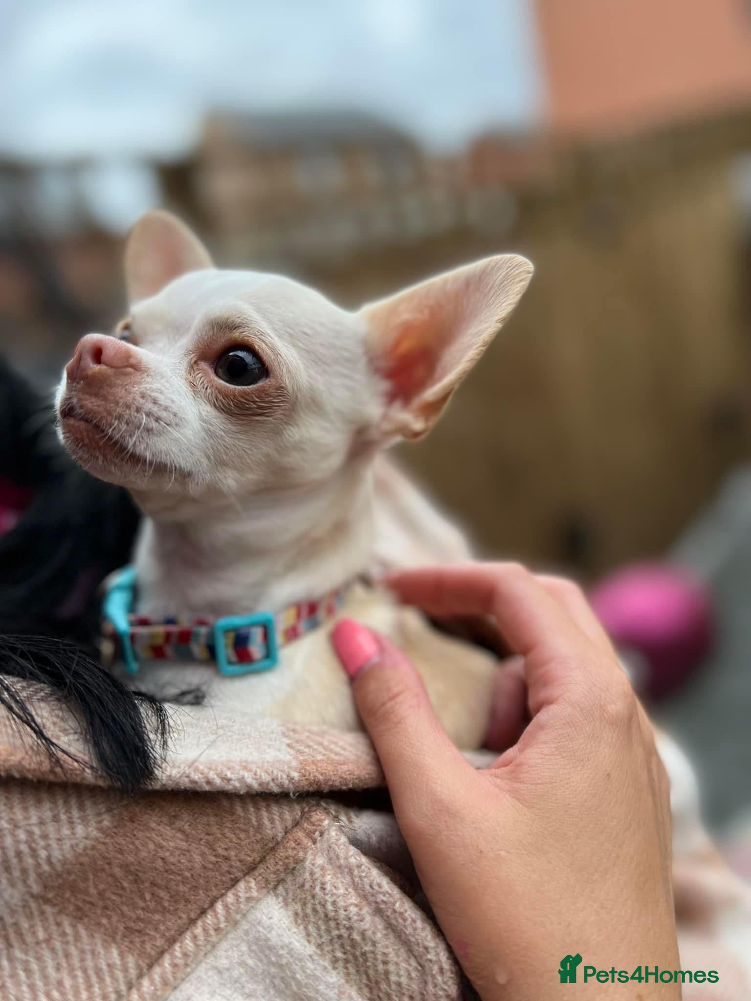 Chihuahua dogs FOR STUD ONLY in Sheffield - Advert 9