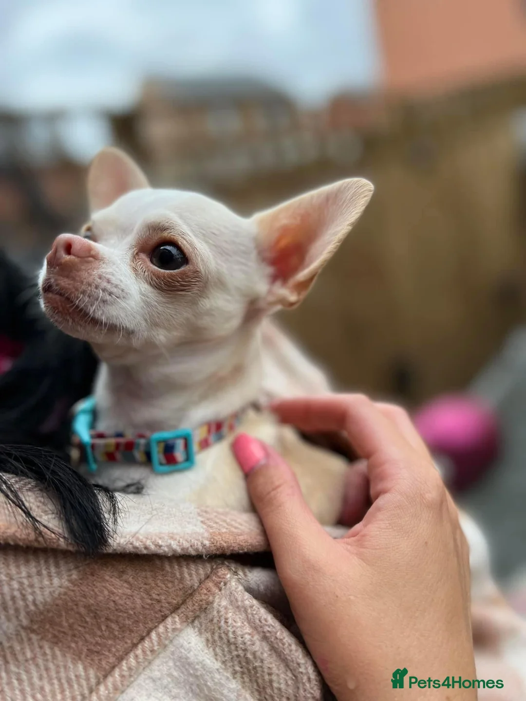 Chihuahua dogs for stud: FOR STUD ONLY in Sheffield - Advert 1