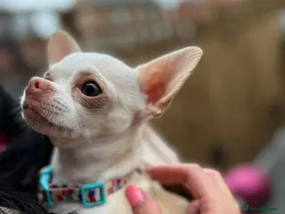 Chihuahua dogs FOR STUD ONLY - Advert 6