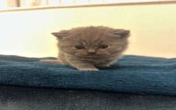 British Shorthair cats for sale: Meet the GCCF British Shorthair - Cuties - Image 6