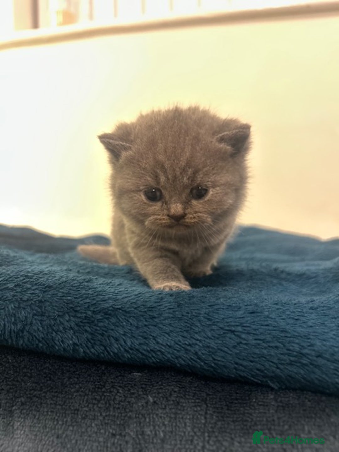 British Shorthair cats for sale: Meet the GCCF British Shorthair - Cuties - Image 6