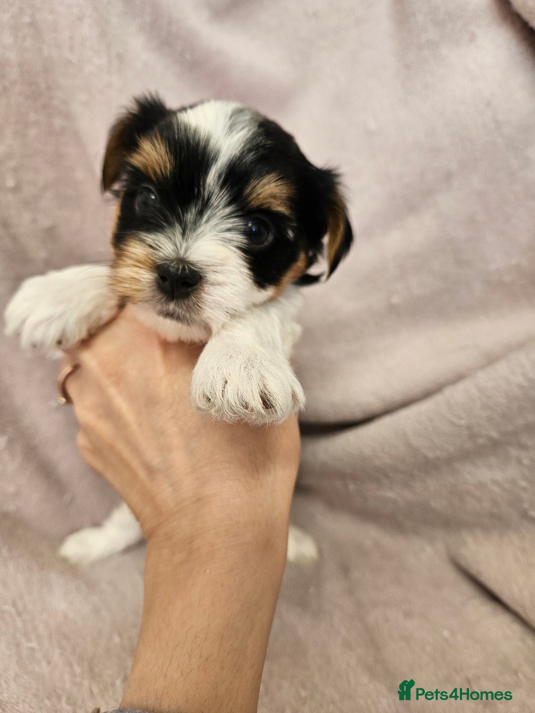 Yorkshire Terrier dogs for sale: ❤️ DNA Tested parents ❤️ Yorkie puppies  - Advert 33