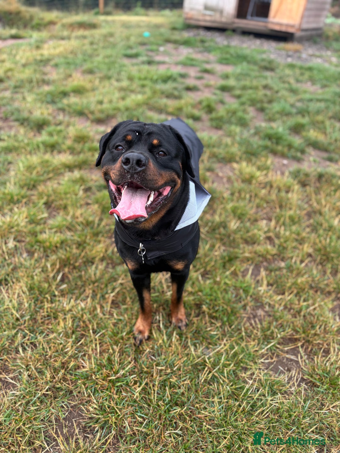 Rottweiler dogs for sale: Rottweiler for Adoption – Experienced Home Only - Advert 6