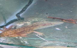 Other/Mixed Breed fish for sale: Axolotl - Image 3