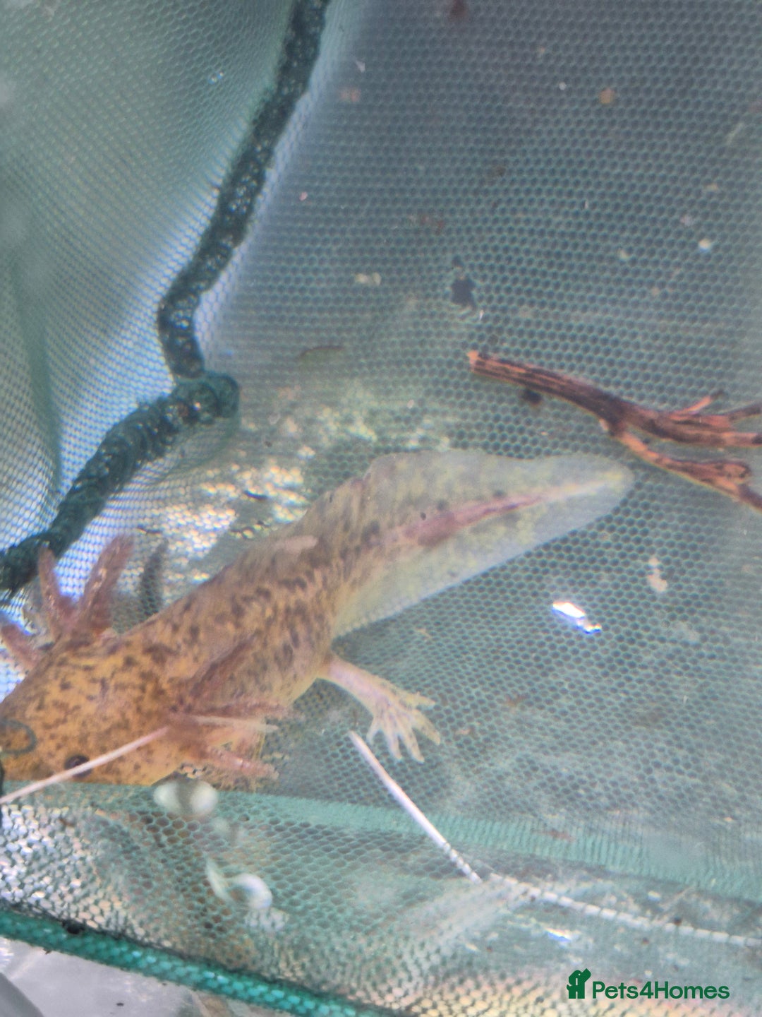 Other/Mixed Breed fish for sale: Axolotl - Image 3