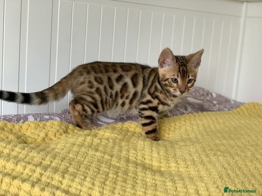 Bengal cats  beautiful bengal kittens - Advert 17