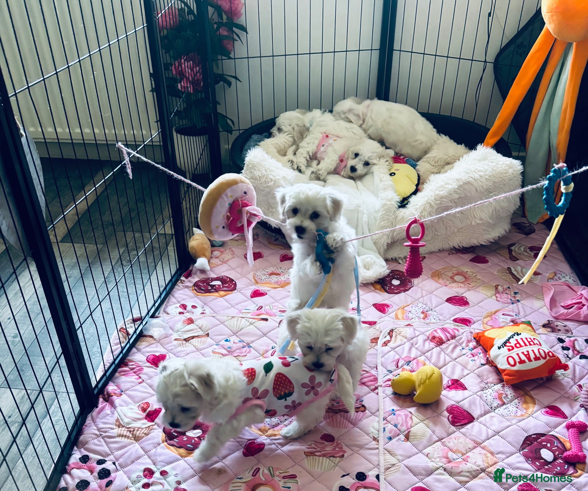 Mixed Breed dogs Beautiful teddy bear Maltese pups ready to leave  - Advert 2