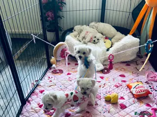 Mixed Breed dogs Beautiful teddy bear Maltese pups ready to leave - Advert 4