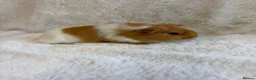 Guinea Pig rodents for sale: Sheltie and funky baby boys  in Uttoxeter - Advert 6