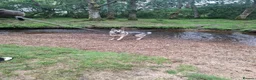 Mixed Breed dogs for sale: Family German Shepherd alaskin malamute dog - Advert 2