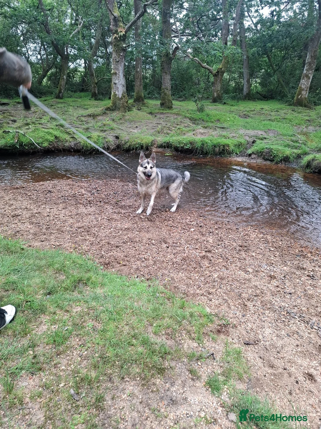 Mixed Breed dogs for sale: Family German Shepherd alaskin malamute dog - Advert 2