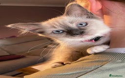 Ragdoll cats for sale: GCCF Beautiful Ragdoll Kittens - Image 5