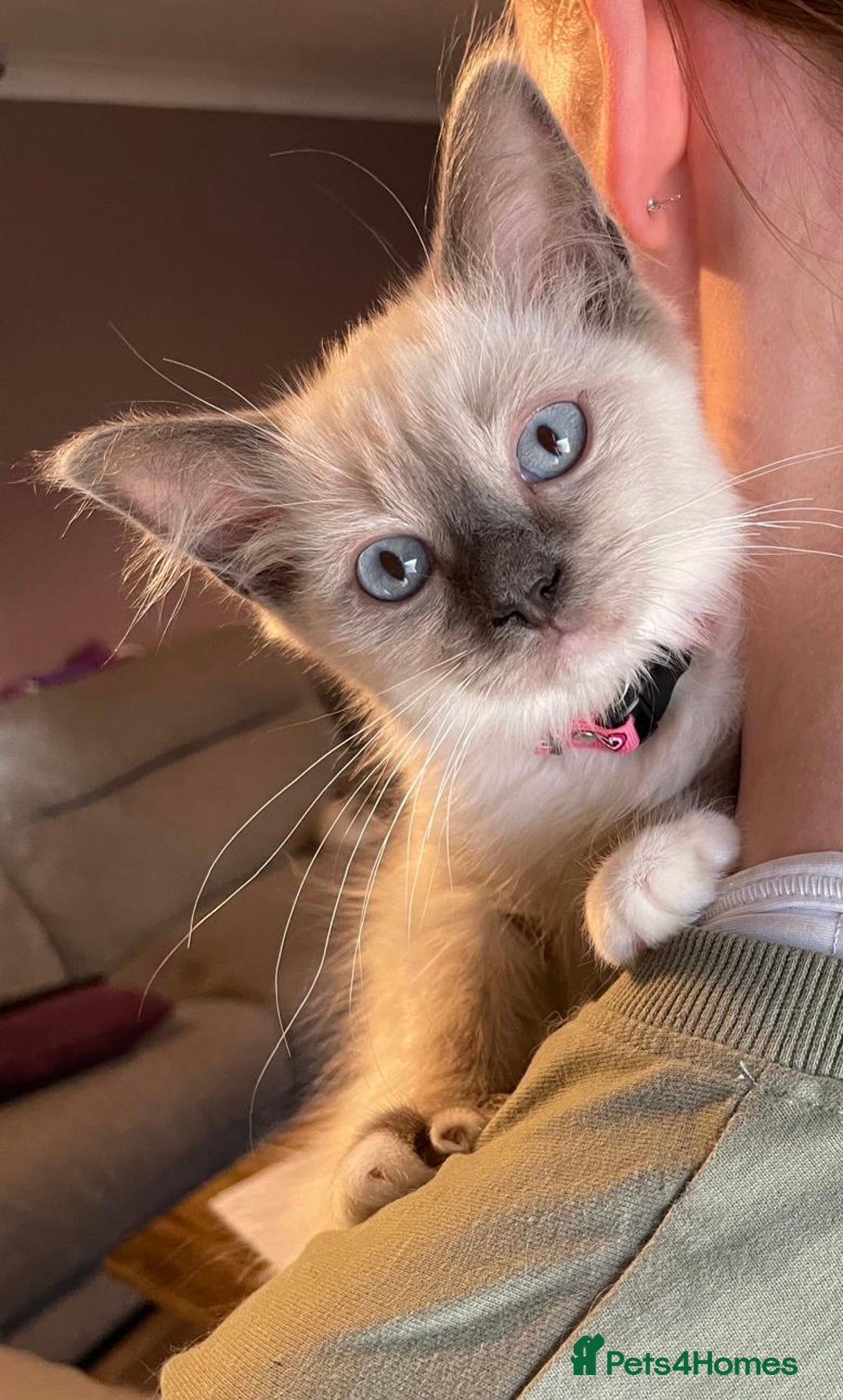 Ragdoll cats for sale: GCCF Beautiful Ragdoll Kittens - Image 5