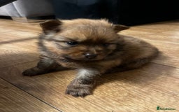 Pomeranian dogs for sale: THREE BEAUTIFUL POMERANIAN PUPPIES⚠️⚠️❗️  - Image 4