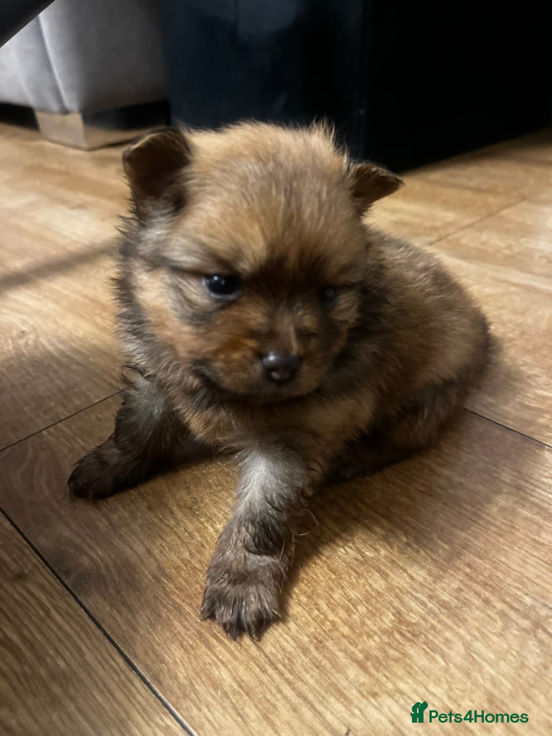 Pomeranian dogs for sale: THREE BEAUTIFUL POMERANIAN PUPPIES⚠️⚠️❗️  - Image 4