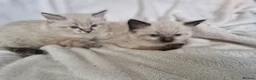 Mixed Breed cats for sale: 2 beautiful half ragdoll kittens  in Brighton - Advert 4