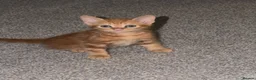 Mixed Breed cats for sale: Adorable male kitten - Advert 4