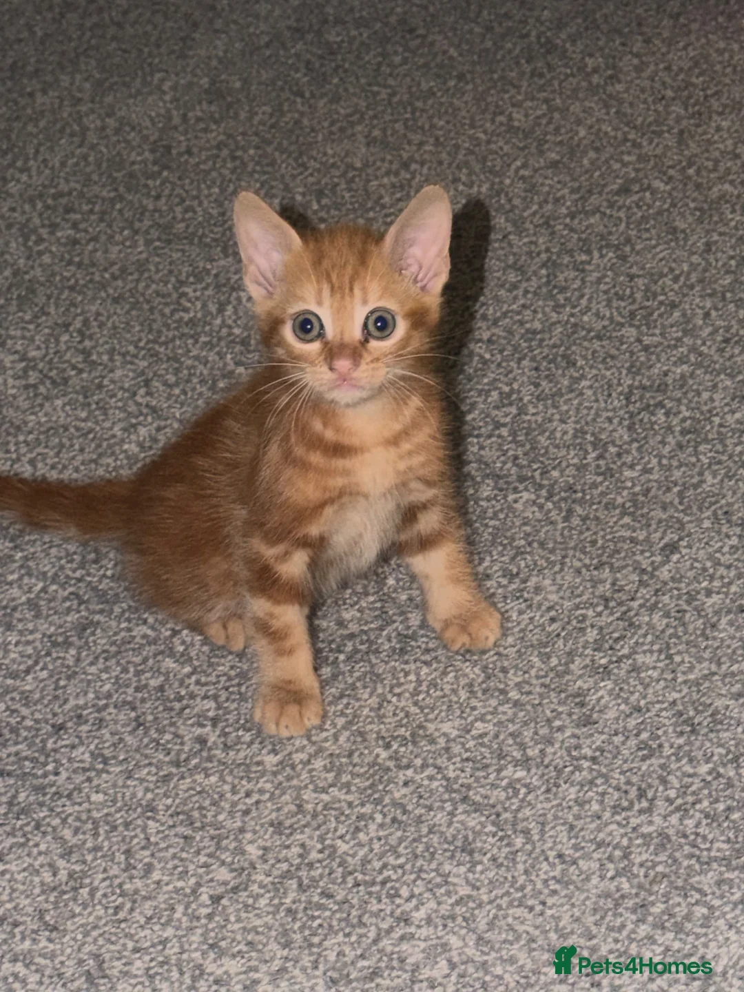 Mixed Breed cats for sale: Adorable male kitten - Advert 4