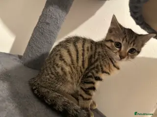 Bengal cats 2 beautiful bengal mix kittens now available !!!! - Advert 1