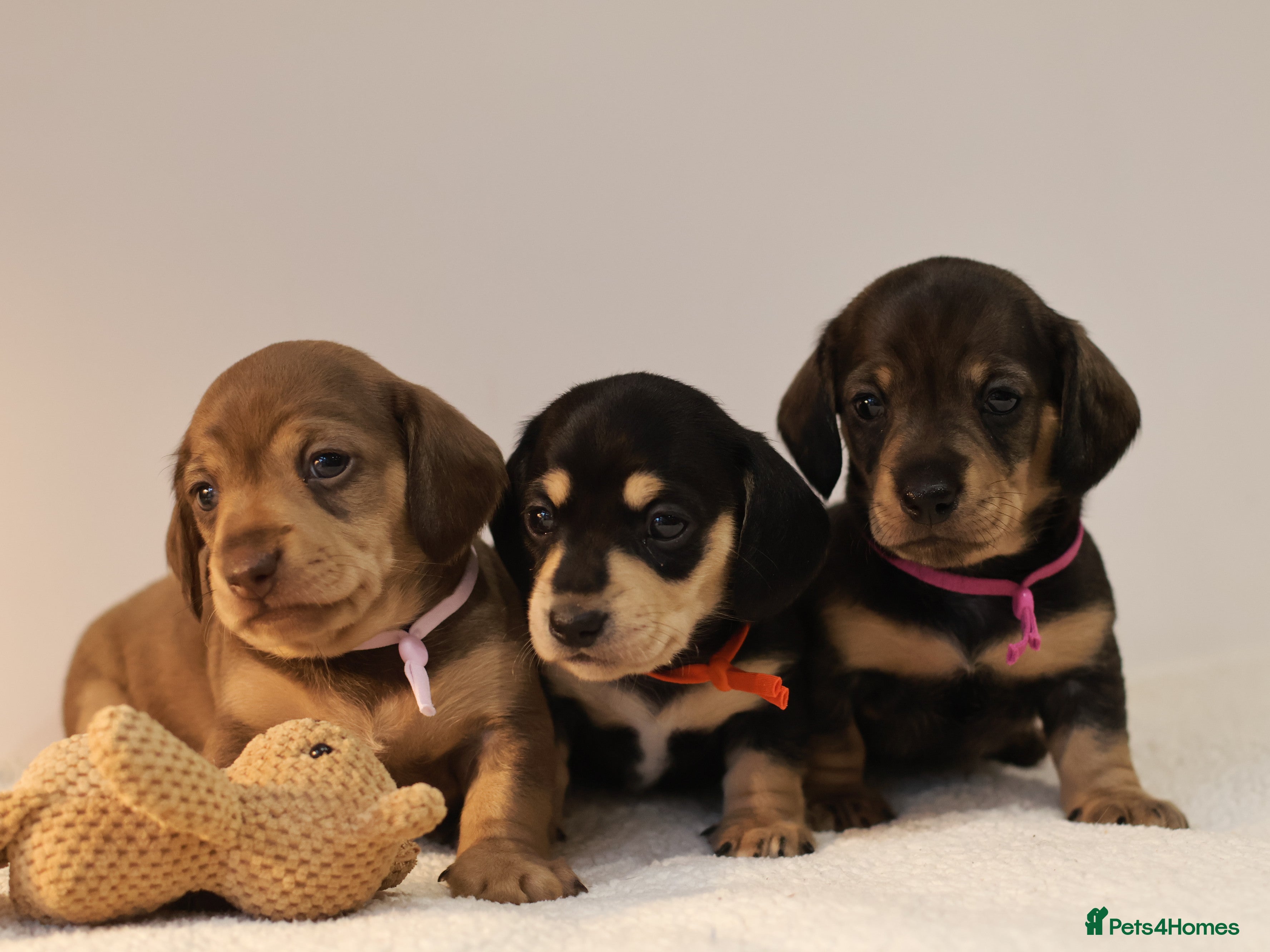 Miniature Dachshund dogs 5*Licensed+KC+PRAclear+VETchecked+Chocolate&Cream - Advert 6