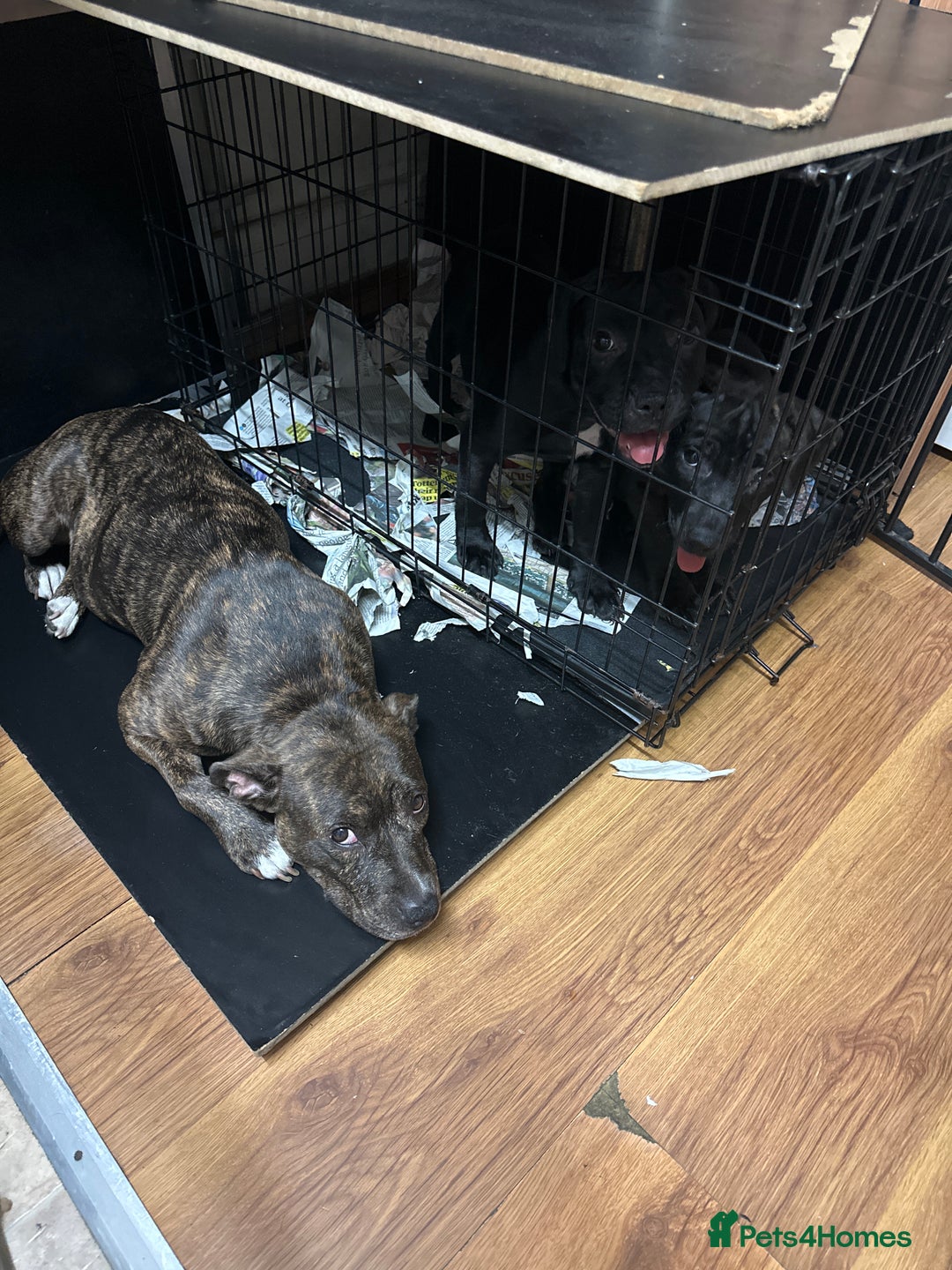 Staffordshire Bull Terrier dogs for sale: Litter - Image 5