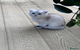Scottish Fold cats for sale: 4 Scottish Silver Chinchilla Kittens  - Image 8