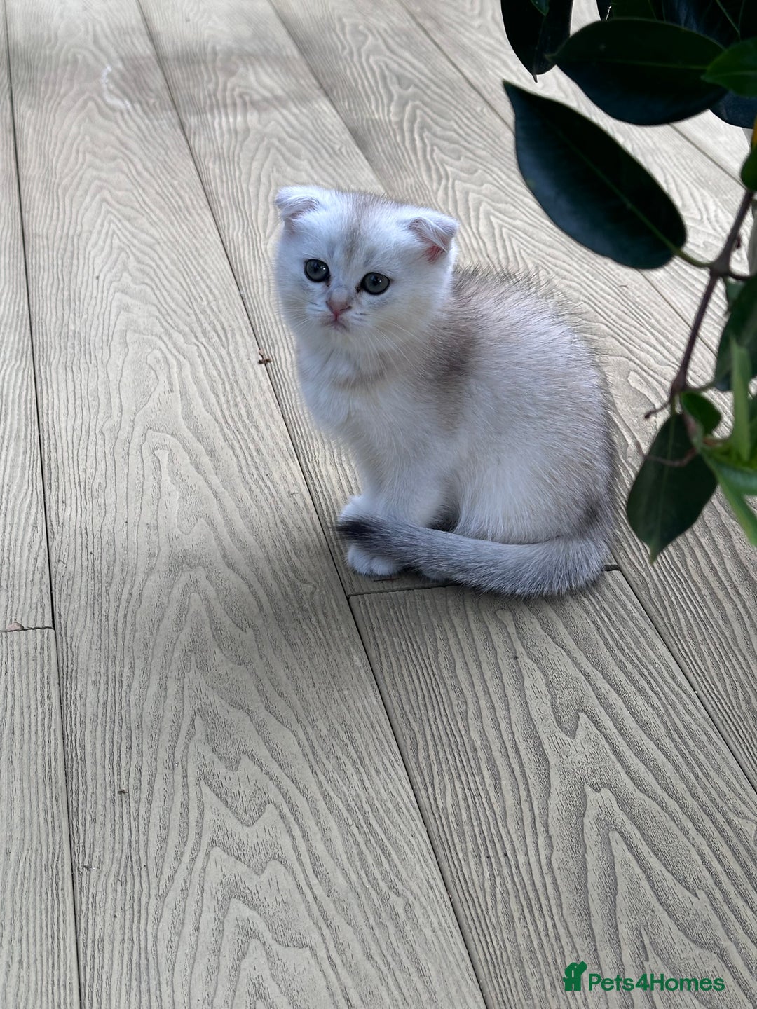 Scottish Fold cats for sale: 4 Scottish Silver Chinchilla Kittens  - Image 8
