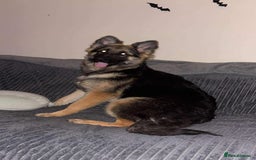 German Shepherd dogs for sale: Female German Shepherd  - Advert 2