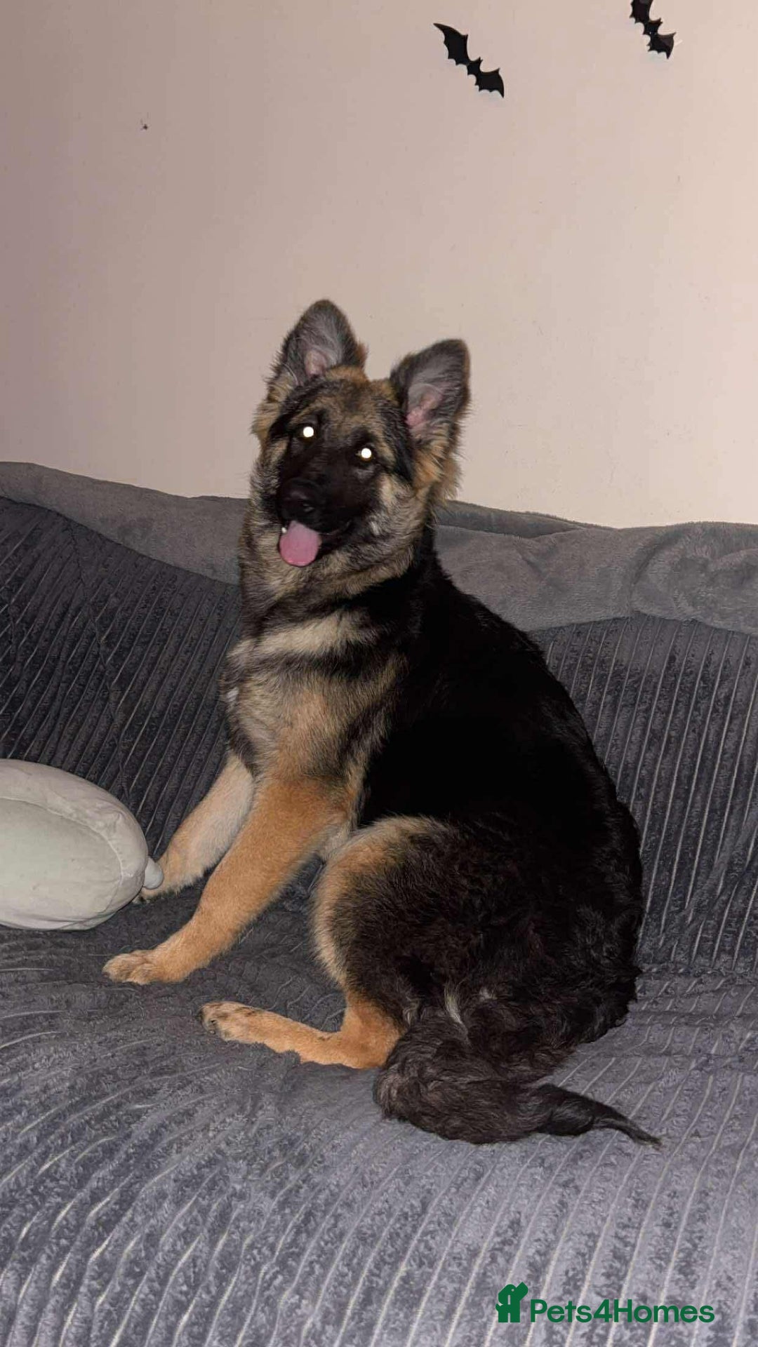 German Shepherd dogs for sale: Female German Shepherd  - Advert 2