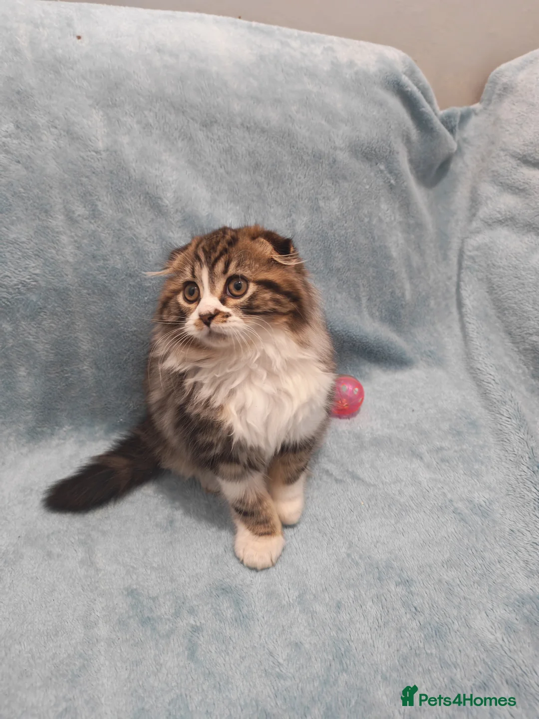 Mixed Breed cats for sale: Sccotis flod & Fluffy kittens VIDEOS - Advert 25