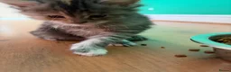 Maine Coon cats for sale: Beautiful Mainecoon kittens ready for loving homes in Rochdale - Advert 9