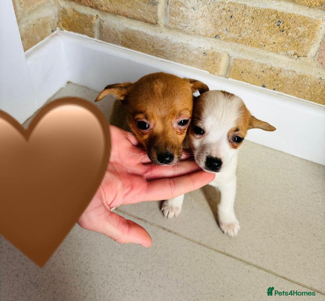 Chihuahua dogs for sale: Chihuahu Puppies - Image 6