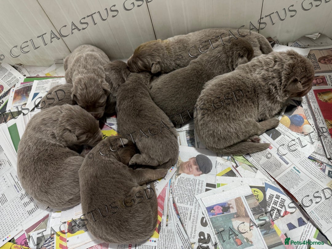 German Shepherd dogs for sale: Kcreg Isabella German shepherd pups  - Image 9