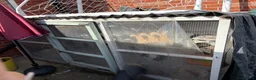 Mini Lop rabbits for sale: Male and female bonded pair of mini lop rabbits  in Bolton - Advert 5