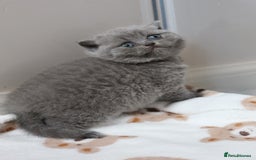 British Shorthair cats for sale: Stunning British shorthair available last girl  - Image 8
