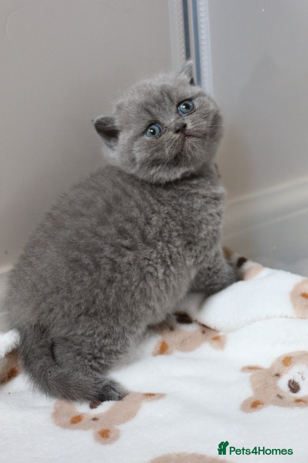 British Shorthair cats for sale: Stunning British shorthair available last girl  - Image 8
