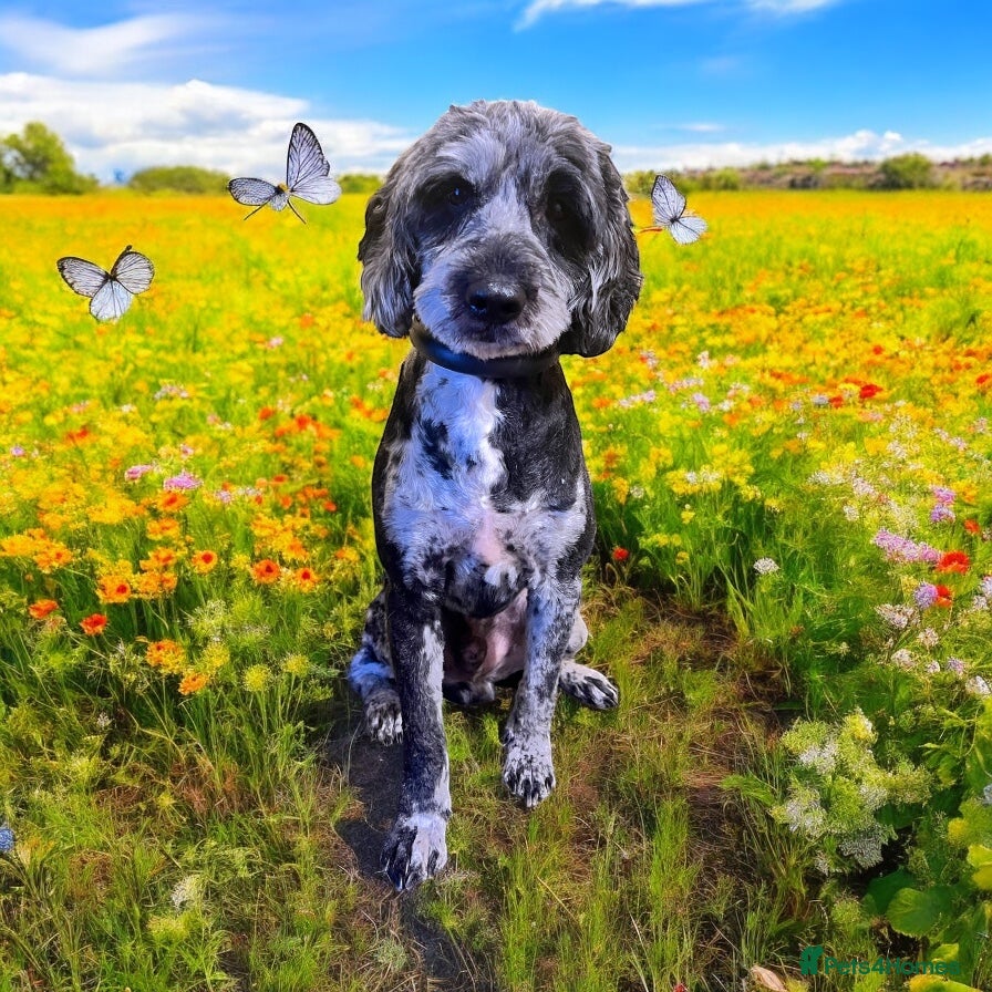 Cockapoo dogs Blue merle health tested well proven  - Advert 1