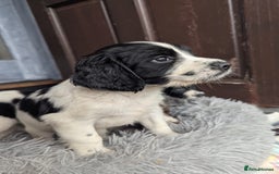 English Springer Spaniel dogs for sale: Beautiful  - Image 4
