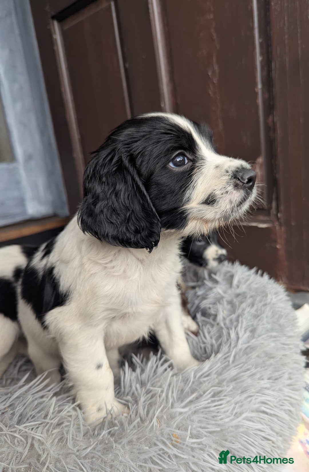 English Springer Spaniel dogs for sale: Beautiful  - Image 4