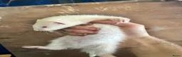 Ferret rodents for sale: Ferrets for sale  - Advert 4
